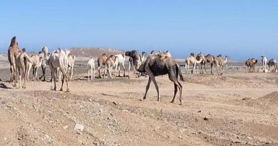 وسم الإبل بالبحر الأحمر هوية قبلية متجذرة تحافظ على السلالات النادرة من الجمال.. تنظم حركة الرعي والتنقل بين الأودية الجبلية.. تعكس تاريخًا طويلاً من عادات وتقاليد بدوية متوارثة بين قبائل الصحراء الشرقية.. صور