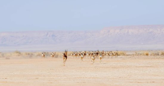 السعودية تطلق 61 كائنًا فطريًا في محمية الملك خالد الملكية
