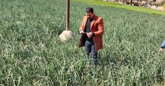 زراعة سوهاج تحذر المزارعين من تزايد فرص انتشار مرض البياض الزغبي على البصل والثوم