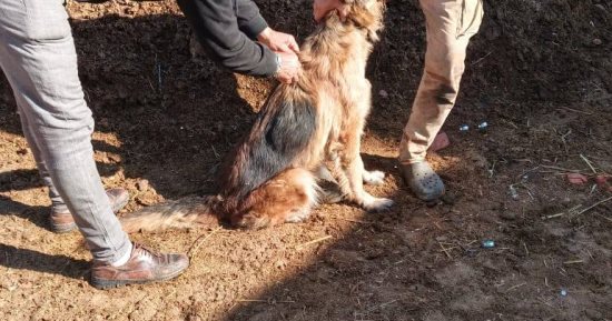 طب بيطرى كفر الشيخ: 13 غرفة عمليات وغرفة رئيسية تتلقى شكاوى عن الكلاب الحرة