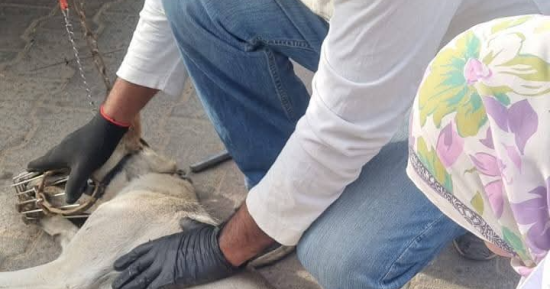 "مصر خالية من السعار".. "بيطرى الشرقية" يواصل حملاته لتطعيم الكلاب الحرة 