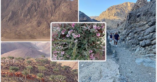 غابة من النباتات النادرة لا تنمو إلا على إفرست الغردقة