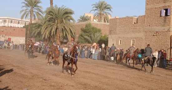 حين يتكلم الميدان.. الخيالة والمرماح عادة تراثية بمولد الشيخ وافى بقنا.. فيديو