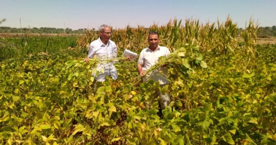 "بحوث الصحراء" ينفذ تجربة بحثية ناجحة لزراعة فول الصويا بالوادي الجديد