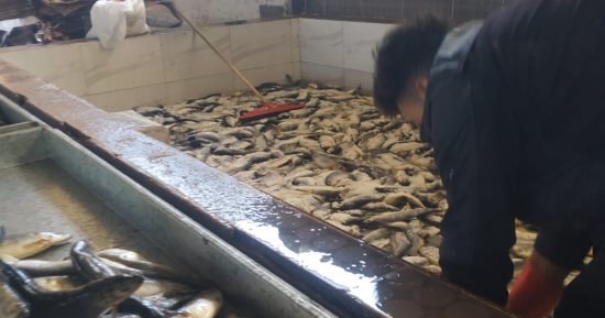 تموين الغربية: ضبط مصنع رنجة غير مرخص و3 أطنان أسماك مجهولة المصدر