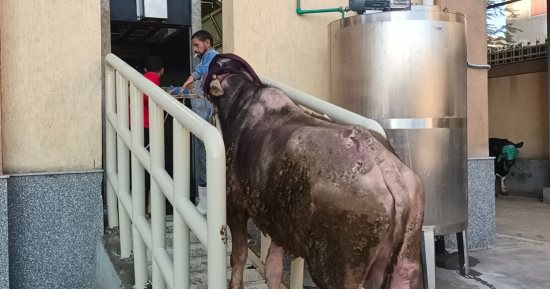 محافظ كفر الشيخ: التشغيل التجريبى لمجزر دسوق تمهيدًا لافتتاحه
