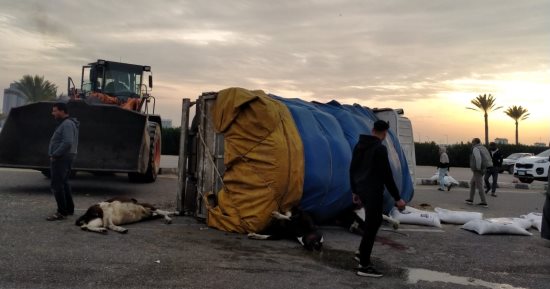إصابة سائق ونفوق 3 مواشى فى حادث انقلاب سيارة على الطريق الدولى بكفر الشيخ