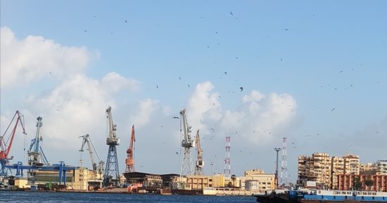 طيور النورس ببورسعيد تصاحب المعديات فى رحلتها بقناة السويس.. فيديو وصور