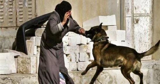 خلى بالك من الغرامة.. تعرف على ضوابط تنزه الكلاب وفقا للقانون