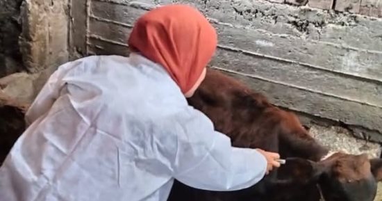 حملة تحصين استثائية لمرض الحمى القلاعية في سوهاج