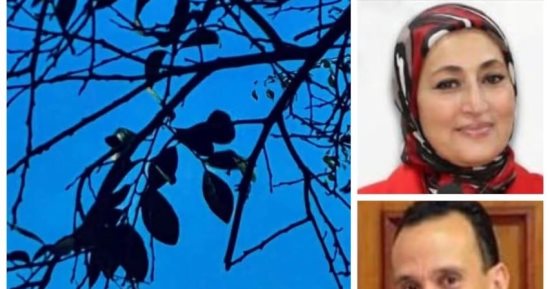 رئيس جامعة القاهرة يهنئ 4 أساتذة لتعيينهم أعضاء بمجلس النواب