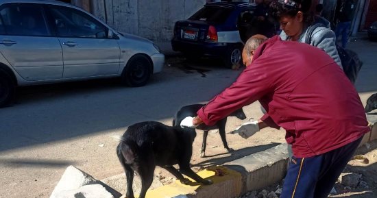 الطب البيطري بقنا يواصل حملات تحصين الكلاب الضالة