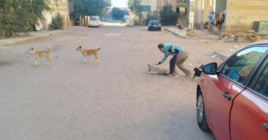 بيطري البحر الأحمر ينفذ حملة لتعقيم وتطعيم الكلاب الضالة للحد من مخاطرها