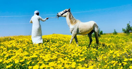 سيناء تكتسى بالأخضر.. الأمطار تعيد الحياة إلى أرض الفيروز