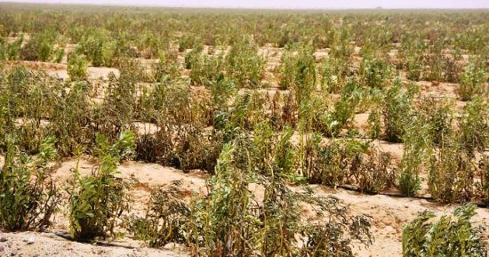 حبس وغرامة عقوبة إقامة محاجر على الأراضي الزراعية بالمخالفة للقانون
