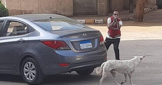 بيطرى قنا يطعم ويحصن 27 كلبا فى شوارع المدينة