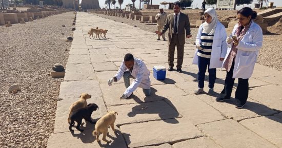 وزارة الزراعة: تحصين وتعقيم 18 ألف كلب ضمن الحملة القومية لمكافحة السعار
