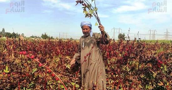 محصول الكركديه يزين الغيطان.. فرحة فلاحين الأقصر بموسم الحصاد