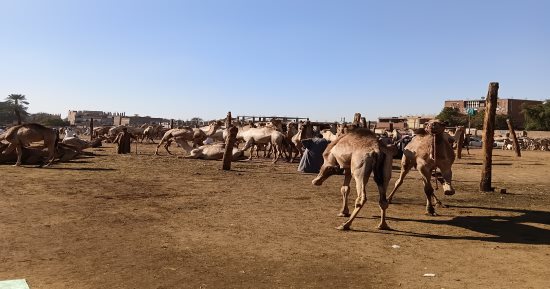حكايات وتجارة ومزايدات حامية.. شاهد من سوق الجمال في أسوان (فيديو)