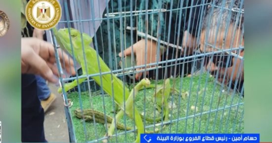 وزارة البيئة: ضبط حيوانات وطيور نادرة في الأزبكية ونقلها لوحدة الحياة البرية