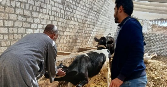 تحصين 8.687 رأس ماشية ضد الحمى القلاعية والوادي المتصدع بأسيوط