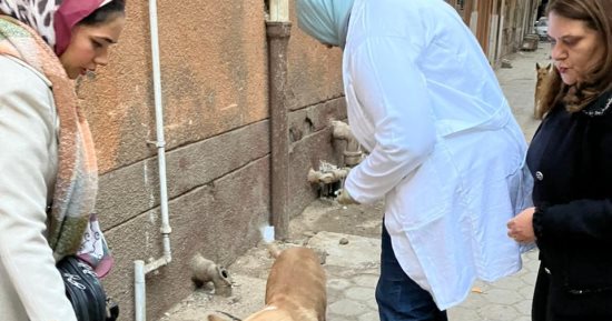 بيطري المنيا: تحصين الكلاب الحرة ضد السعار بعدة مناطق حيوية بالمحافظة