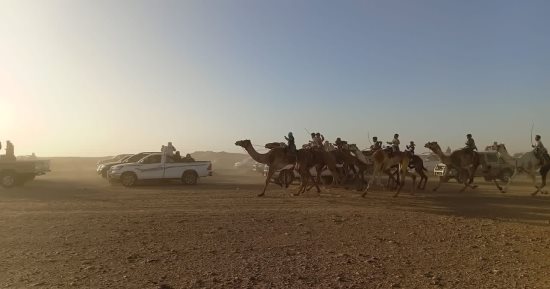 انطلاق سباق الهجن فى شمال سيناء 