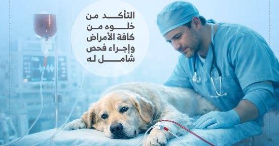 اشتراطات صارمة لعمل بنوك دم الكلاب فى مصر.. إنفوجراف