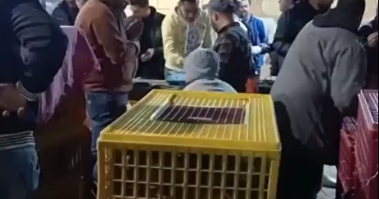 تجميع الحمام الزاجل استعدادًا لسباق المنيا والعودة إلى كفر الشيخ.. بث مباشر