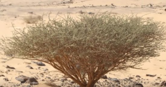 الوطنى للتشجير يكشف أبرز النباتات المحلية الملائمة للتشجير فى نجران