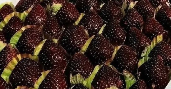 فراولة اللؤلؤة السوداء تشعل موجة جديدة من هوس الطعام