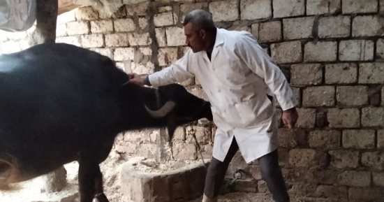 محافظ الجيزة يعلن تحصين 90 ألف رأس ماشية ضد الحمى القلاعية