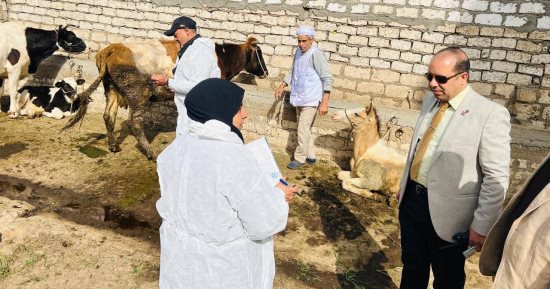 محافظ الدقهلية: تحصين 110 ألف رأس ماشية ضد مرضي الحمى القلاعية والوادي المتصدع