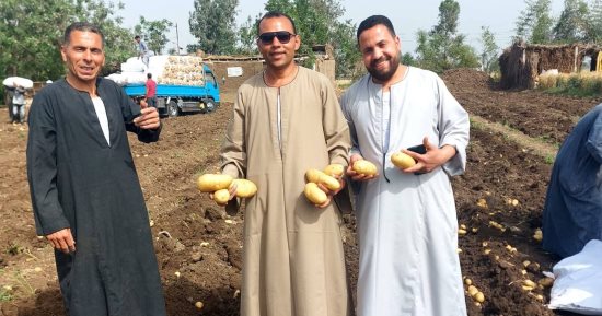 اطبخوا وحمروا.. محصول البطاطس يحقق موسما تاريخيا فى غيطان المنوفية.. المزارعون معبرين عن فرحتهم: حصاد العروة الشتوية يصل أعلى إنتاجية وأفضل جودة.. ووكيل وزارة الزراعة: دعم الدولة للمزارع يرفع إنتاج لـ15 طنا