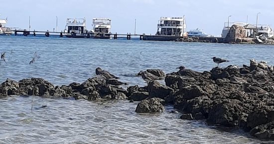 حماطة.. جمال خفى جنوب البحر الأحمر.. محطة عبور لطيور أوروبا بالهجرة وبوابة انطلاق للجزر البحرية وواجهة لهواة الصيد..كائنات نادرة وتسمية تاريخية.. أكبر قطاعات محمية وادى الجمال وأكثرها تميزا.. صور 