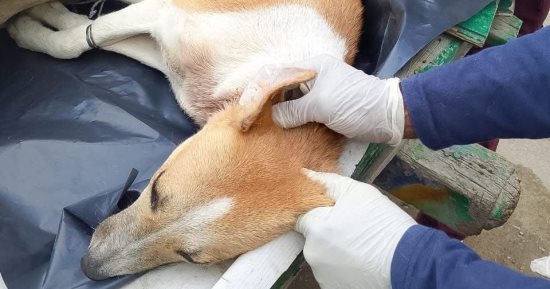 الطب البيطرى يطلق حملة لتحصين وتعقيم الكلاب الضالة بالعريش