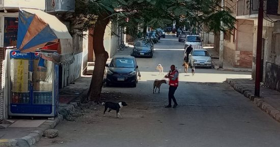 تحصين 86 كلبا ضالا ضمن حملة بيطرية مكبرة فى قنا