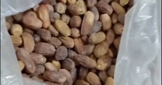 السكوتي وقنديله والشبح.. أنواع التمور بكفر الشيخ والكيلو يبدأ من 20 جنيها.. فيديو