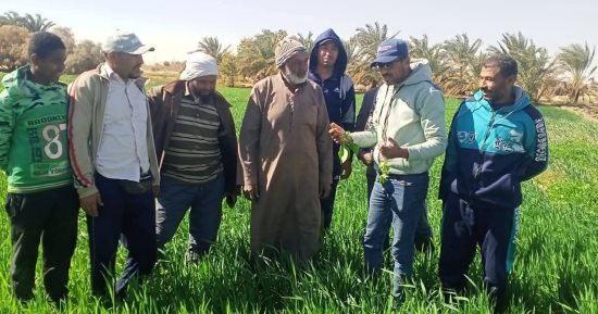«ازرع» فى الوادى والدعم غير عادى.. خطة شاملة بالوادى الجديد لتحقيق أعلى إنتاجية من المحاصيل الاستراتيجية.. مبادرة «ازرع» تقدم خدمات وتسهيلات للمزارعين.. وبرامج الحقول المدرسية يدعم زراعات القمح والقطن.. صور