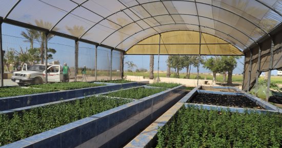 محطة بحوث الصحراء بالشيخ زويد.. ركيزة علمية لتنمية الزراعة في سيناء.. صور