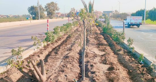 زراعة 32 ألف شتلة بالجزيرة الوسطى بمحور 30 يونيو بمدخل كفر الشيخ