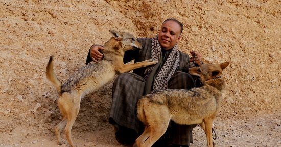 الرقص مع الذئاب.. مغامرة جديدة لليوم السابع فى جبال سوهاج بين صائدى الوحوش وملوك البرارى.. شاب صعيدى يرعى الكائنات المفترسة بمنزله.. ويؤكد: كائن صادق أوفى من الكلب ولا يخادع.. وأخطر أوقاته موسم التزاوج.. فيديو