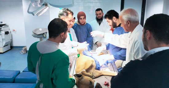 جامعة دمنهور تواصل تنفيذ إجراءات عمليات التعقيم للحد من ظاهرة الكلاب الضالة