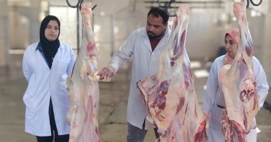 بيطرى الأقصر يعدم عجل 600 كيلو غير صالح للاستهلاك الآدمى بمجزر الحبيل