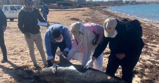 وزيرة البيئة: دفن الدولفين النافق فى رأس غارب بشكل آمن.. صور