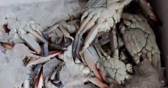 انخفاض طفيف فى اسعار الجندوفلى و الشراغيش.. أسعار السمك بالإسكندرية اليوم