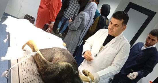 مصر خالية من السعار.. تعرف على فعاليات مواجهة ظاهرة الكلاب الضالة بالبحيرة