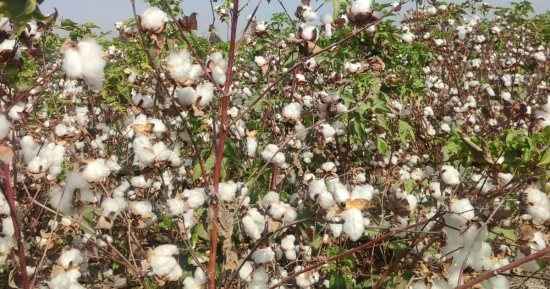 بحوث القطن: طفرة فى معدلات زراعة «الذهب الأبيض» وتوقعات بموسم استثنائى