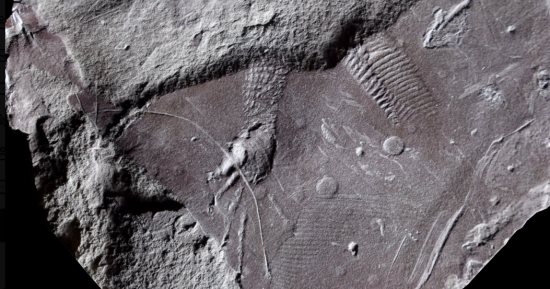 عمرها 300 مليون سنة.. اكتشاف آثار جلد زواحف فى ألمانيا