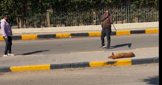 حى المنيرة الغربية يشن حملة لتطعيم وتعقيم الكلاب ضد مرض السعار.. صور